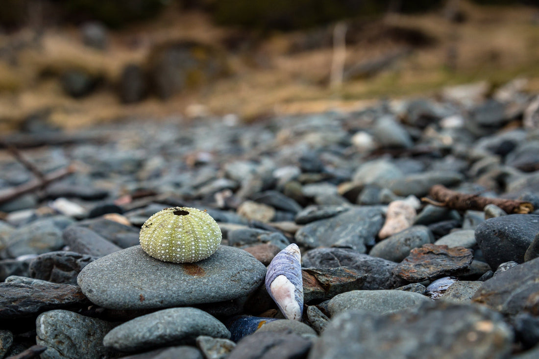 Sea Urchin (Echinoidea): History & Cultural Significance