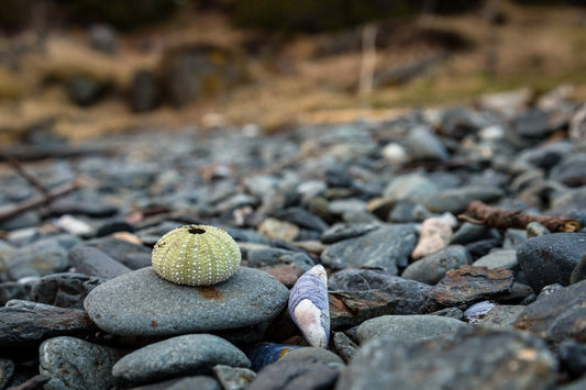 Sea Urchin (Echinoidea): History & Cultural Significance