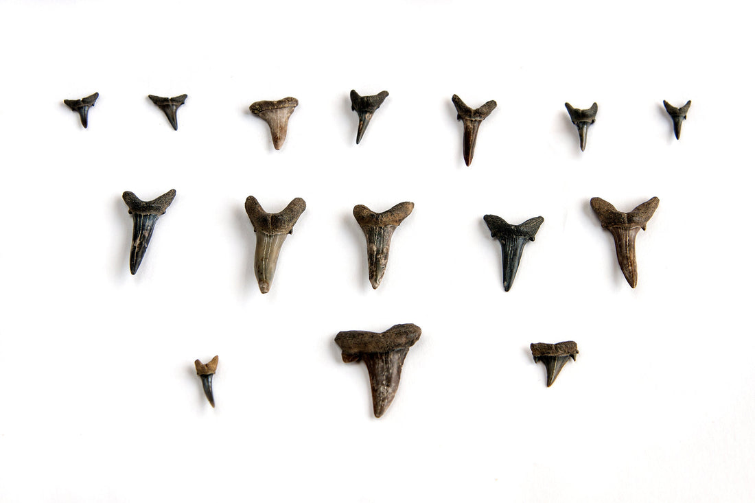 Shark Teeth: Grading & Localities