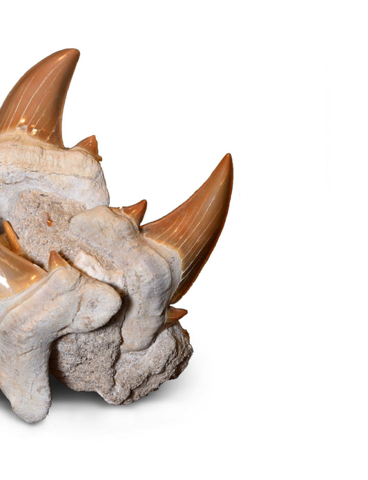 Shark Teeth: Formation, Geology & Varieties