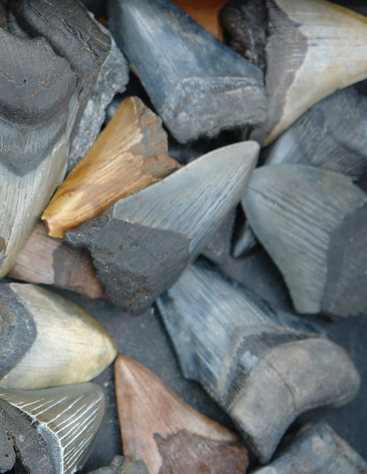 Legend of the Glass Tide: A Story of Shark Teeth