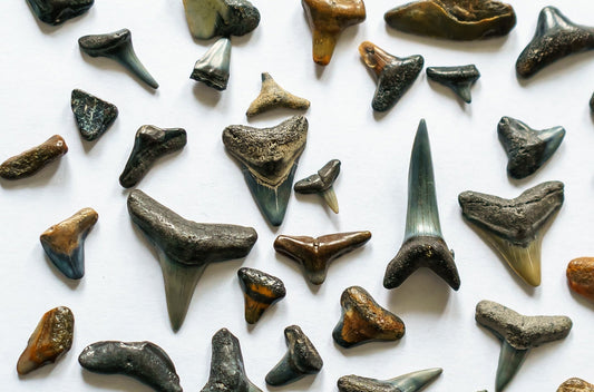 Shark Teeth — The Ninefold Tidebinding