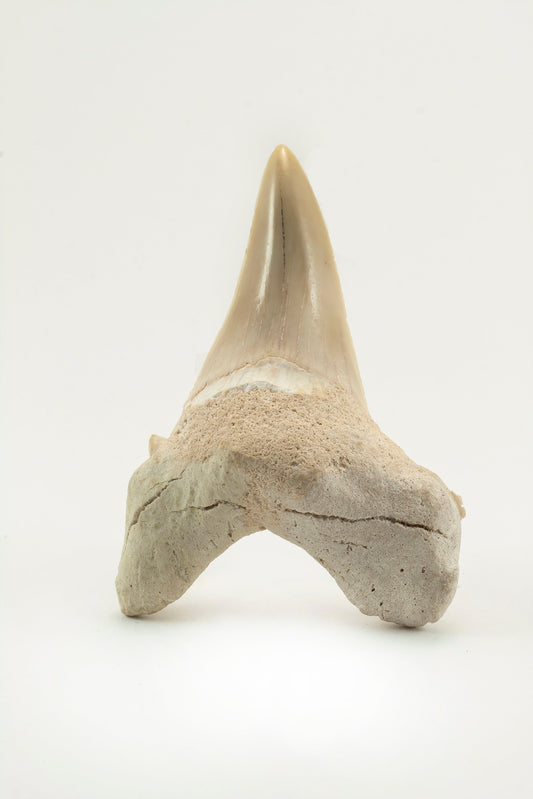 Shark Teeth: Legends & Myths — A Global Survey
