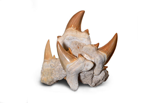 Shark Teeth — Mythical & Magic Uses: A Practical Guide