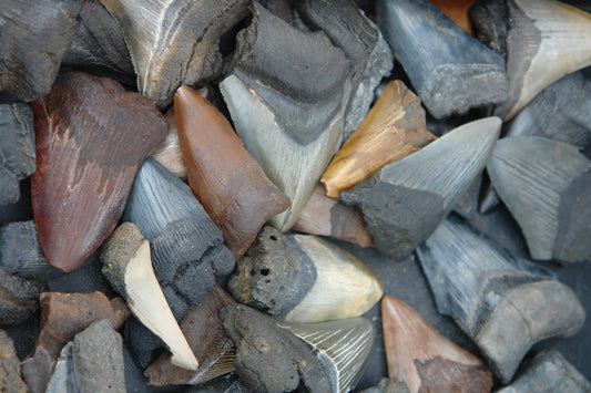 Shark Teeth: History & Cultural Significance