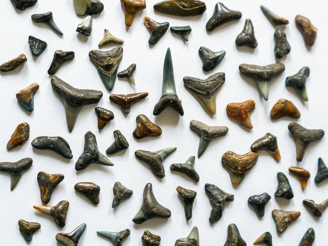 Shark Teeth: Physical & Optical Characteristics