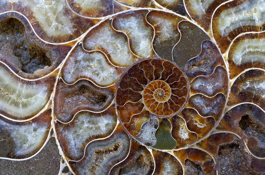Ammonite: Formation, Geology & Varieties