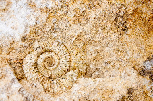 Ammonite Spell — “Tidekeeper’s Accord”