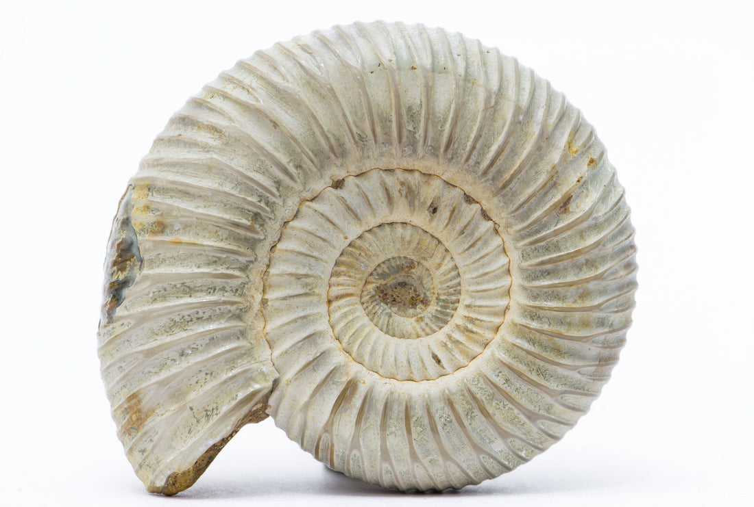 Ammonite: Mythical & Magic Uses