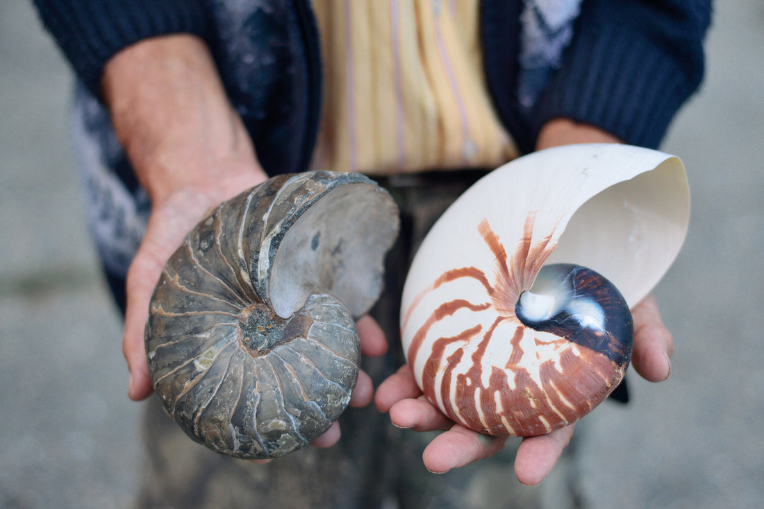 “The Spiral That Borrowed the Moon” — An Ammonite Legend