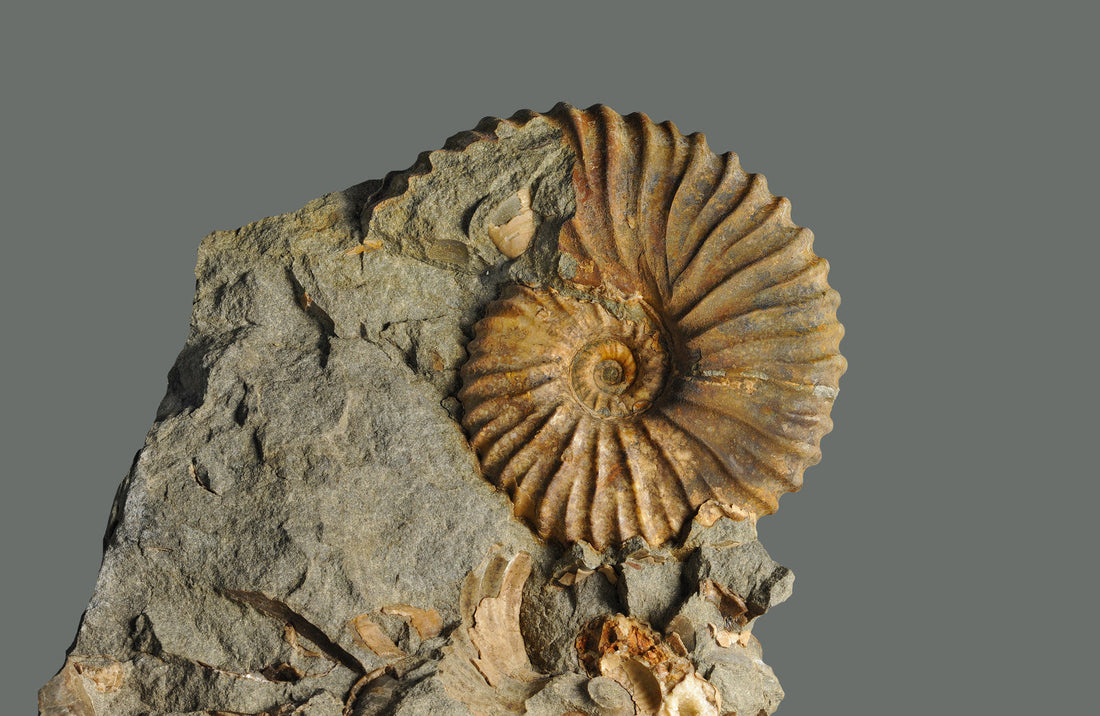 Ammonite: Legends & Myths