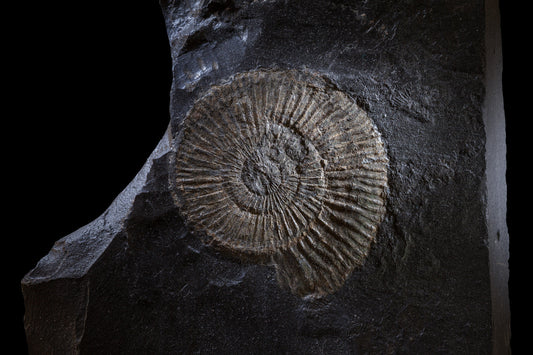 Ammonite: History & Cultural Significance