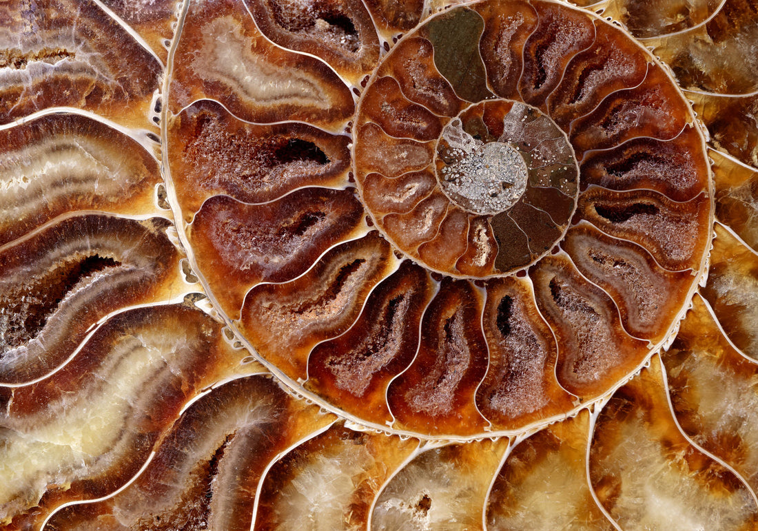 Ammonite: Grading Playbook & Global Localities