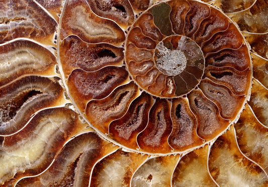 Ammonite: Grading Playbook & Global Localities