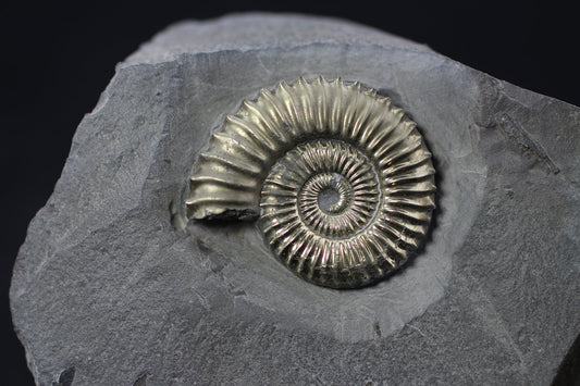 Ammonite: Physical & Optical Characteristics