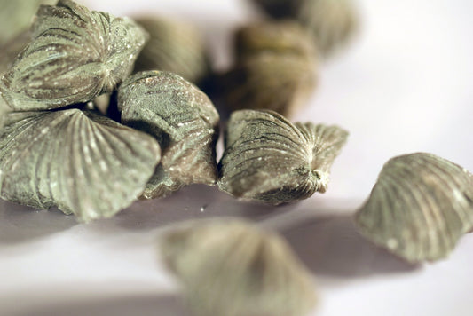 Brachiopoda - www.Crystals.eu