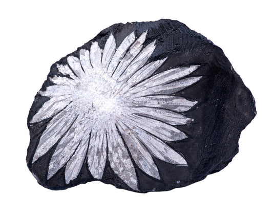 Chrysantemum