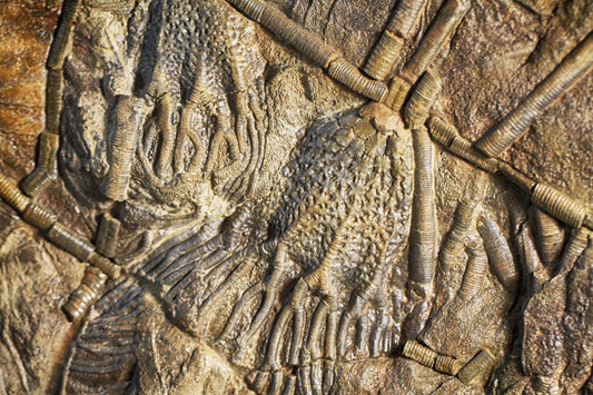 Harbor‑Line Compass — A Crinoid Spell