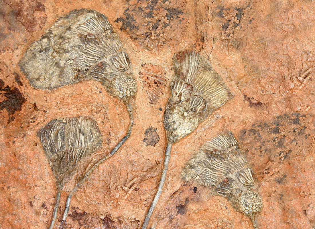 Crinoid (Sea Lily) Fossils: Formation, Geology & Varieties