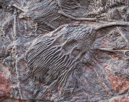 Crinoid (Sea Lily) Fossils: Legends & Myths — A Global Survey