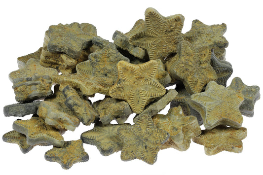 Crinoid (Sea Lily) Fossils: Grading & Localities
