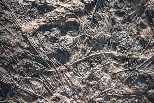 Crinoid: The Tide‑Clock Choir — A Legend of the Sea‑Lily Stone