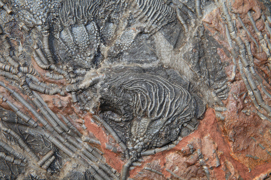 Crinoid (Sea Lily) Fossils: Mythical & Magic Uses — A Practical Guide