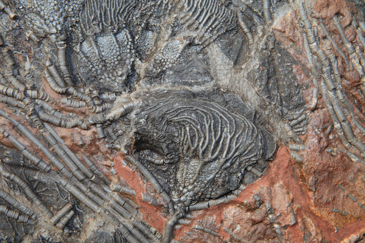 Crinoid (Sea Lily) Fossils: Mythical & Magic Uses — A Practical Guide