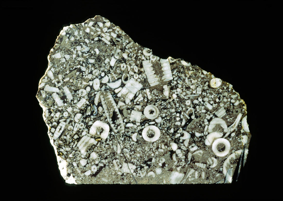 Crinoid (Sea Lily) Fossil: Physical & Optical Characteristics
