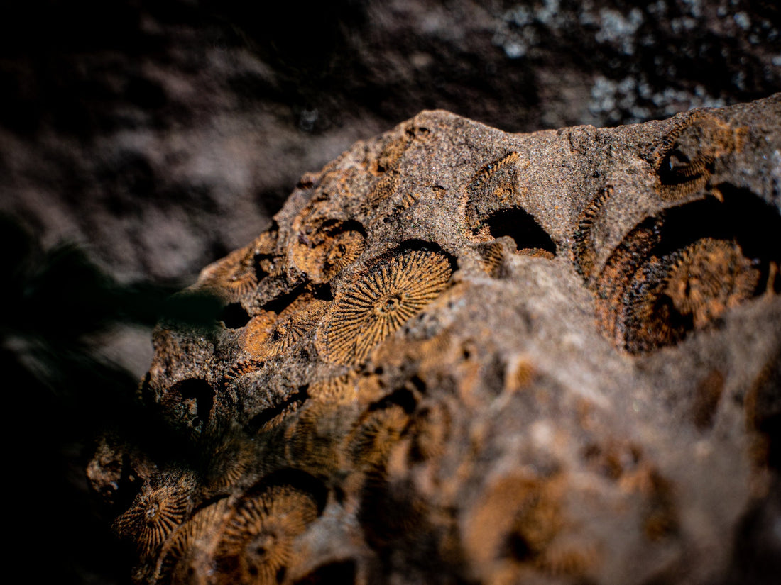Crinoid (Sea Lily) Fossils: History & Cultural Significance