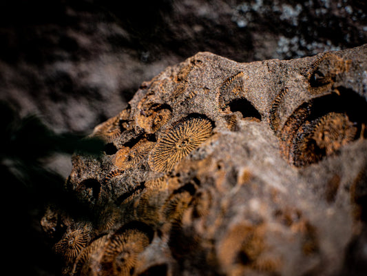 Crinoid (Sea Lily) Fossils: History & Cultural Significance