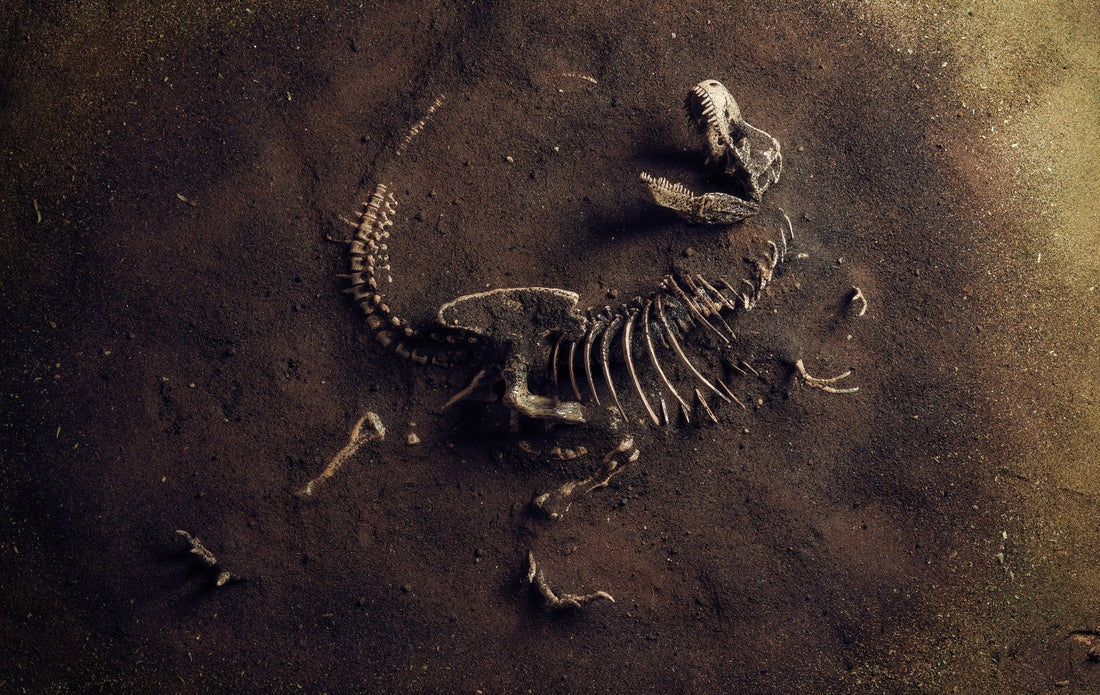 Dinosaur bone - www.Crystals.eu