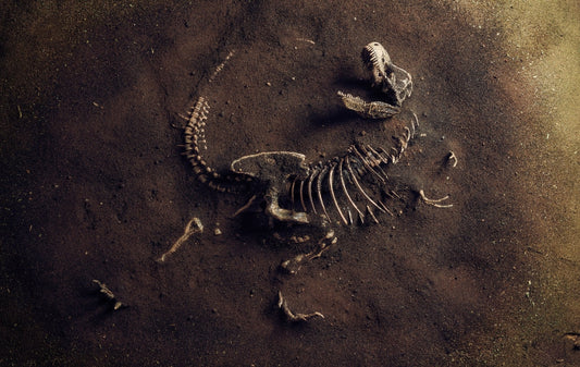 Dinosaur bone - www.Crystals.eu