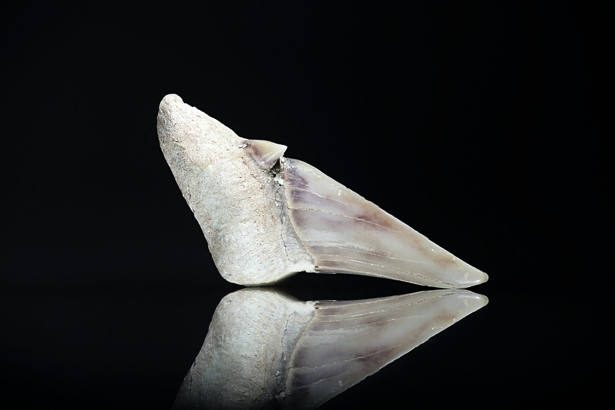 Shark teeth – www.Crystals.eu