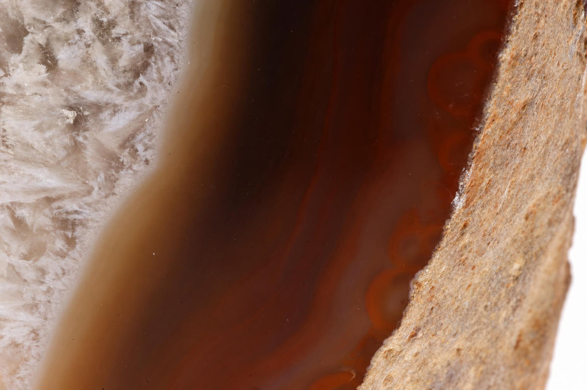 A polished slice of agate showing concentric bands of brown, orange, and white with a rough outer edge.