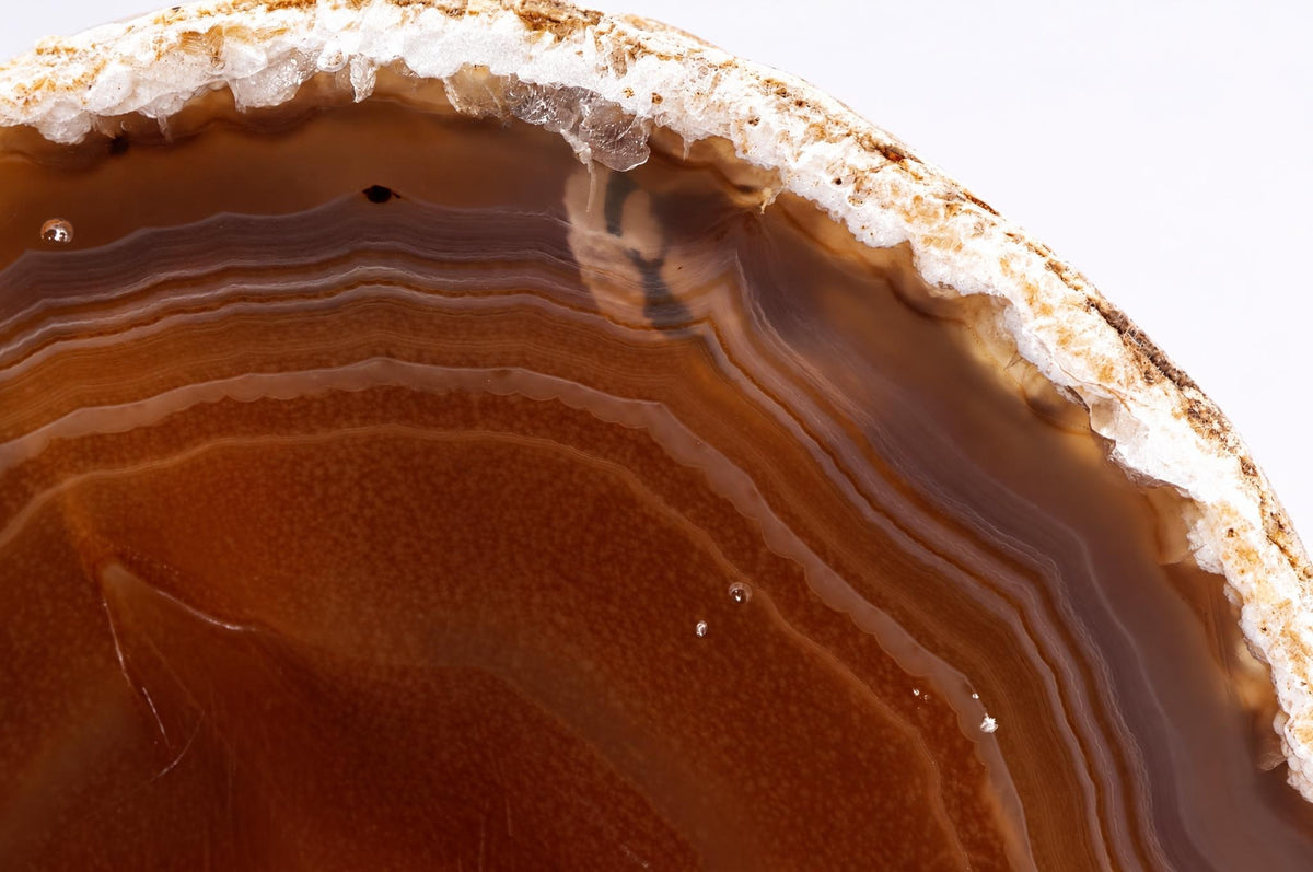 A polished slice of agate showing concentric bands of brown and tan with a rough white outer rim.