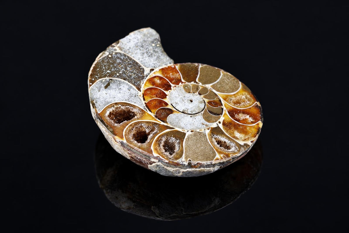 A sliced ammonite fossil with a spiral pattern of brown, tan and white sections on a dark reflective surface.