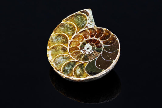 A polished ammonite fossil with a spiral shell, showing brown and green chambers on a dark reflective surface.