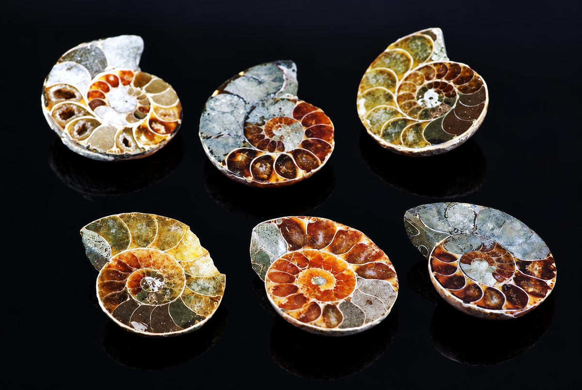 Six polished ammonite fossils with spiral chambers in brown, green and grey tones on a dark reflective surface.