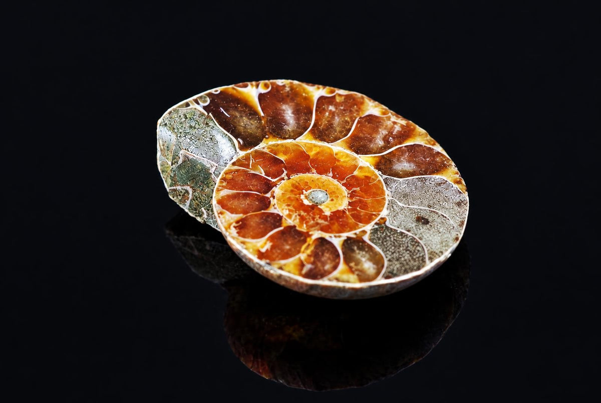 A polished ammonite fossil slice with a spiral pattern of brown, orange, and grey sections on a dark reflective surface.