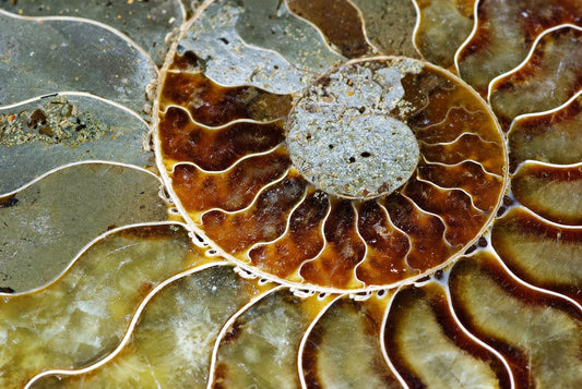 A polished ammonite fossil slice with a spiral pattern, brown and grey tones, set on a dark surface.