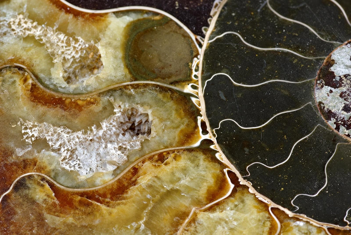 A close-up of a polished ammonite fossil slice showing yellow, brown and black bands with white crystalline inclusions on a dark surface.