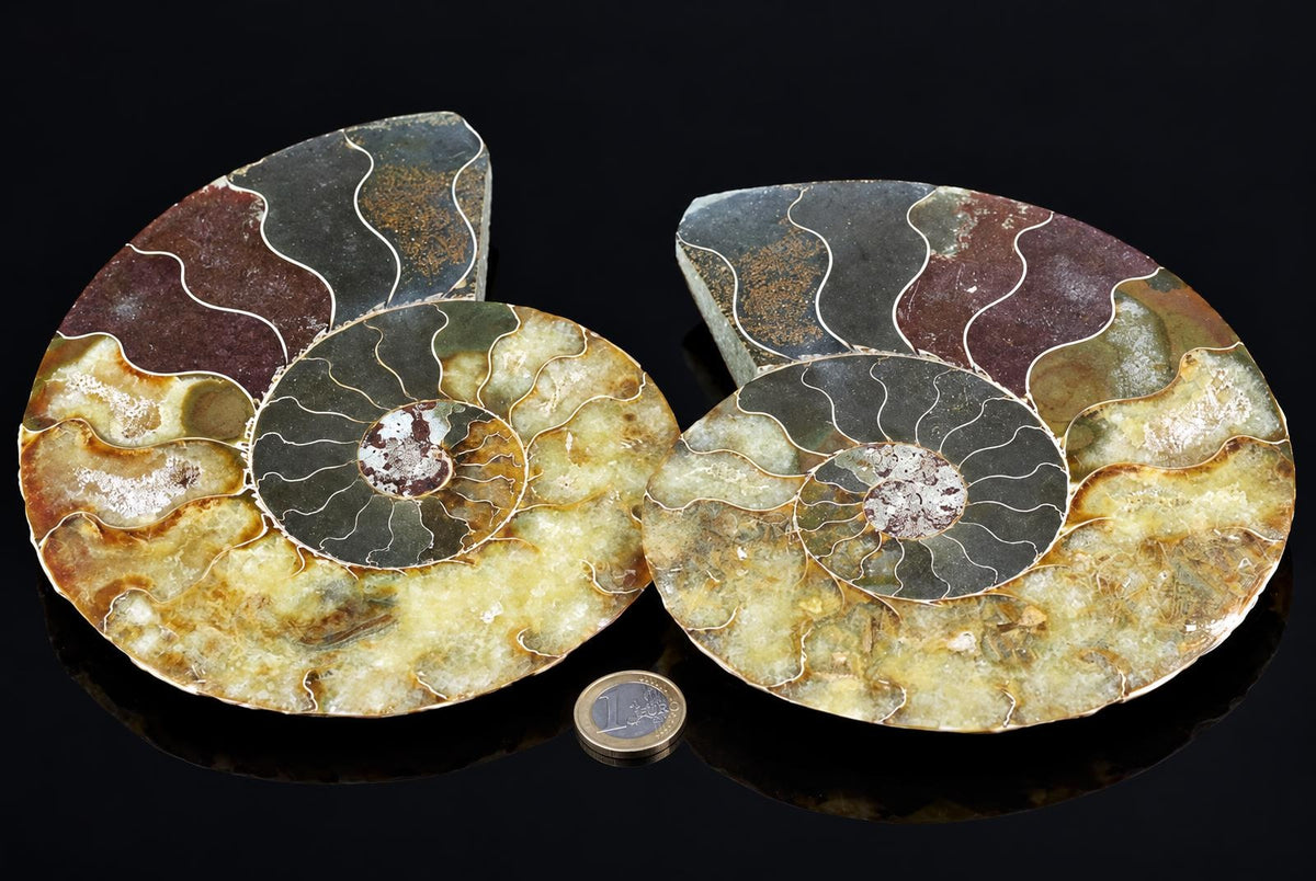 Two polished ammonite fossils with spiral chambers in dark, brown and pale yellow tones, separated by a one-euro coin on a black surface.