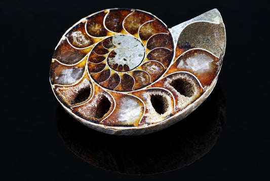 A polished ammonite fossil with brown spiral chambers and pale crystal fillings rests on a dark reflective surface.