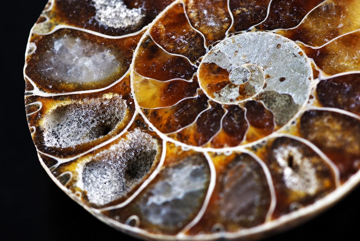 A close view of a polished ammonite fossil shows brown spiral chambers outlined by pale edges and sparkling crystal fillings.
