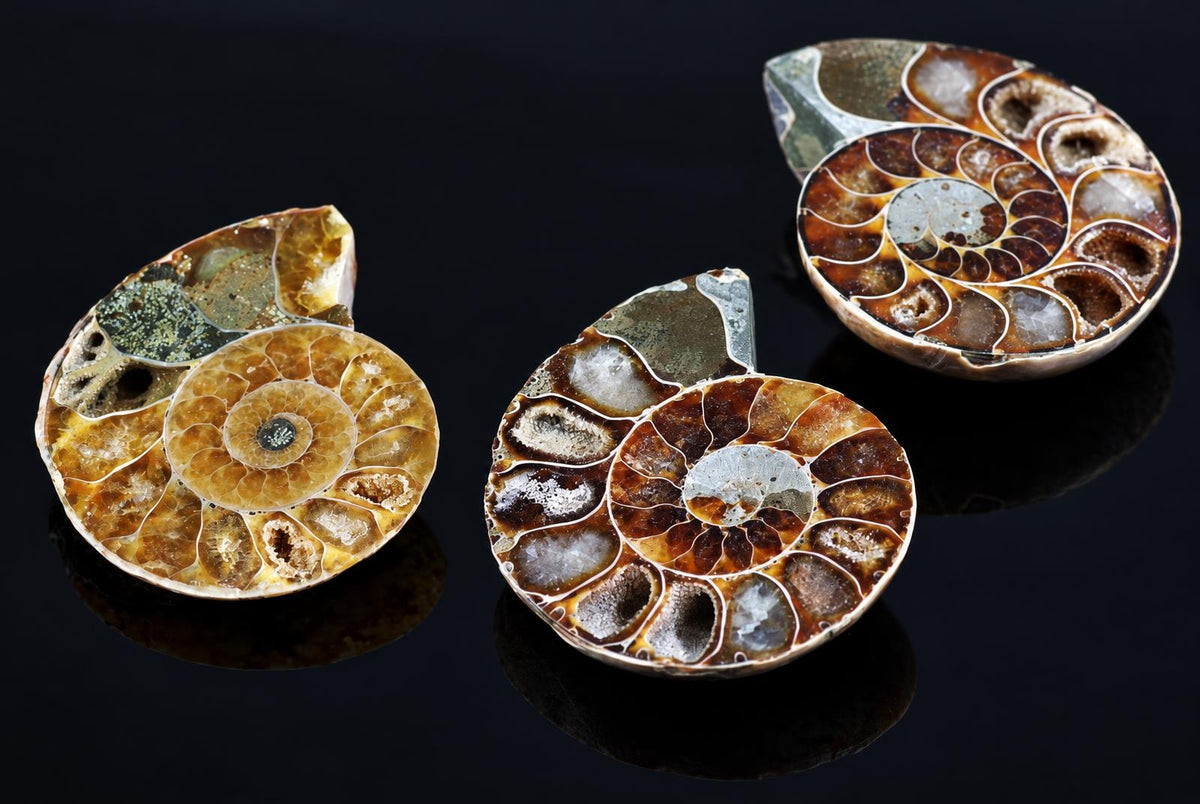 Polished ammonite fossils with golden brown spiral chambers are arranged on a dark reflective surface.
