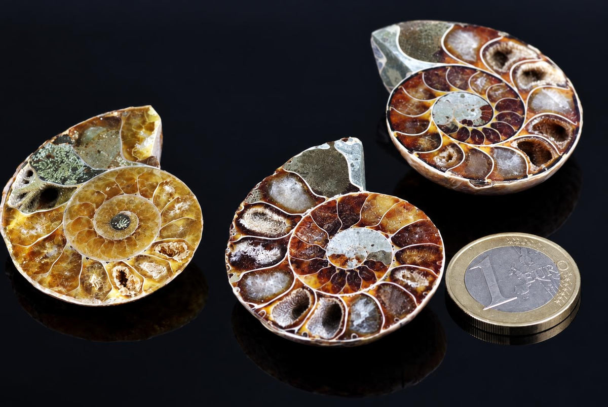 Three polished ammonite fossils with spiral chambers in brown, yellow and grey tones on a dark reflective surface next to a one-euro coin.