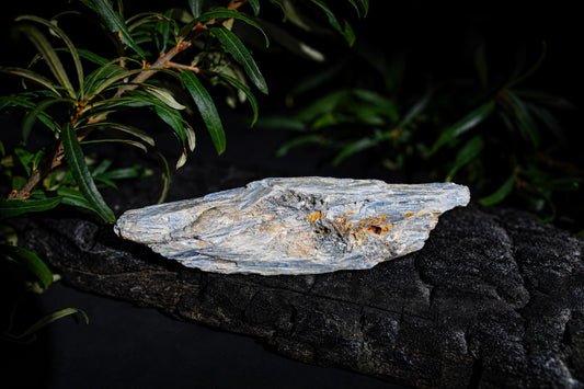 An elongated pale blue-grey rough crystal with layered ridges rests on a dark surface beneath green leaves.