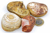 Four polished agate stones with varied banding and patterns in brown, white, cream, and red tones sit on a pale surface next to a one-euro coin.