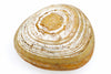 A round loaf of bread with a golden-brown crust and concentric white flour swirls on top, set against a plain white background.